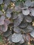 Smokebush dense leaves after rain with flowers budding