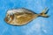 Smoked oceanic fish vomer Selena on a blue background. Top view