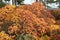 Smoked tree in karst on cloudy day in autumn