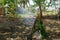 Smoker made from leaves and sticks - primitive cooking in the jungle