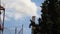 Smokestack of industrial building behind tree