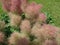 Smoketree or Cotinus coggygria or European smoketree or Eurasian smoketree or Smoke bush