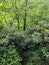 Smokey Mountains Higher Elevations Pale Pink Rhododendron