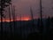 Smokey sunset with burnt pine trees silhouetted