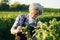 Smoking and looking at berries. Senior stylish man with grey hair and beard on the agricultural field with harvest