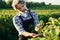 Smoking and looking at berries. Senior stylish man with grey hair and beard on the agricultural field with harvest