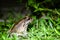 Smoky Jungle Frog Leptodactylus pentadactylus