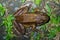 Smoky Jungle Frog (Leptodactylus pentadactylus) in Csota Rica