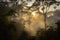 smoky jungle sunrise, with the sun rising over the misty canopy