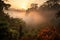 smoky jungle, with view of the sunrise over the treetops