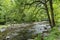 Smoky Mountains Stream Rapids under Tree Boughs