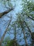 Smoky Mountains Tree Canopy