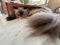 Smoky shade furry Persian Cat on marble floor