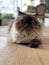 Smoky shade furry Persian Cat on wooden floor
