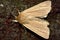 Smoky wainscot moth (Mythimna impura)
