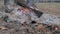 Smoldering log and embers of a campfire in nature. Close-up