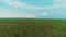 Smooth aerial view of cultivated agricultural sugar beet field and clear blue sky.