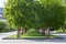 Smooth alley in the park with green bright juicy leaves on brown tree trunks dividing the sidewalk on which people walk