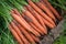 Smooth and attractive carrot roots with foliage dug into the field. Farming and gardening.