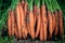 Smooth and attractive carrot roots with foliage dug into the field. Farming and gardening