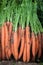 Smooth and attractive carrot roots with foliage dug into the field. Vegetable harvesting