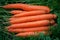 Smooth and attractive washed carrot roots with foliage background. Vegetable harvesting