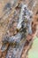 Smooth-backed Gliding Gecko or Ptychozoon lionotum