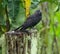 Smooth billed ani