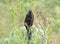 Smooth-billed ani bird