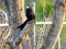 Smooth Billed Ani bird sitting peacefully