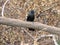 Smooth Billed Ani bird on the trunk of a fallen tree