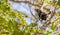 Smooth-billed Ani on branch