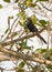 Smooth-billed Ani on branch