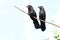 Smooth-billed Ani Crotophaga ani