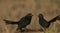 Smooth-billed Ani Crotophaga sulcirostris birds in wetland Unare lagoon, Venezuela