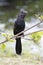 Smooth billed ani from Grand Cayman Island