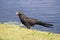 Smooth billed ani from Grand Cayman Island