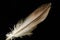 Smooth Bird Feather