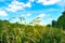 Smooth Brome Grass Bromus Inermis on a Colorful Meadow, Blue Sky, White Clouds, Trees, in Highland Area on a Summer Day.