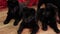 Smooth camera movement, a german shepherd puppies lies on the floor against the backdrop of a Christmas tree and gifts