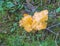 Smooth Chanterelle, Cantharellus lateritius