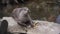 Smooth-coated otter , lutrogale perspicillata, adult standing on Rock, eating a root,