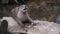 Smooth-coated otter , lutrogale perspicillata, adult standing on Rock, eating a root,