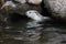 Smooth coated otter in water