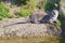 Smooth-coated otters lying