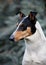 Smooth collie dog