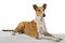 Smooth collie lying on the blanket with isolated background