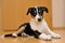 Smooth Collie puppy lying on the floor