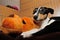 Smooth Collie puppy with orange toy on pillow