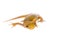 The smooth or common newt, Lissotriton vulgaris, on white